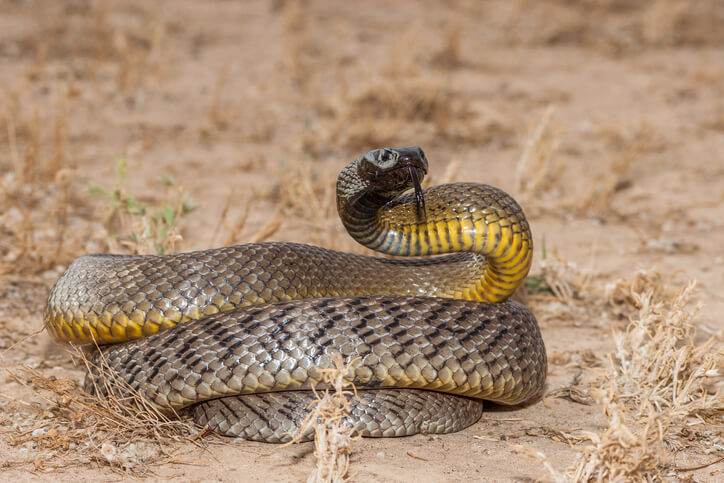 first aid for snake bites
